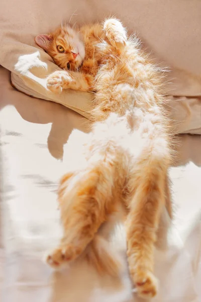 Aranyos Gyömbér Cat Fekve Hasa Fel Ágyban Bolyhos Kisállat Val — Stock Fotó