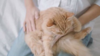 Kadın şirin zencefil kedi sıvazlar. Kabarık evde beslenen hayvan dizlerinin üzerinde yalan. Sevimli rahat arka plan, sabah yatmadan evde.