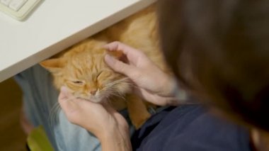 Şirin zencefil kedi kadının diz uyuyor. Kadın kabarık pet sıvazlar. Rahat ev.