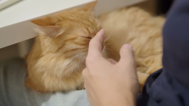 Söt ingefära katt som sover på kvinnans knän. Kvinna stroke fluffiga husdjur. Mysiga hem. — Stockvideo