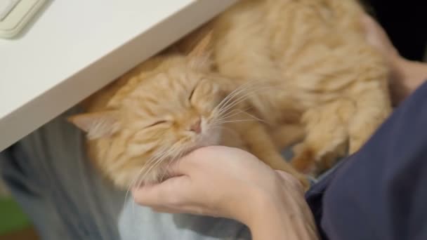 Lindo gato jengibre durmiendo en las rodillas de las mujeres. Mujer acaricia mascota esponjosa. Acogedora casa . — Vídeos de Stock