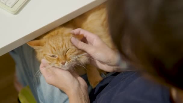 Şirin zencefil kedi kadının diz uyuyor. Kadın kabarık pet sıvazlar. Rahat ev. — Stok video