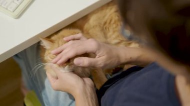 Şirin zencefil kedi kadının diz uyuyor. Kadın kabarık pet sıvazlar. Rahat ev.