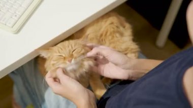 Şirin zencefil kedi kadının diz uyuyor. Kadın kabarık pet sıvazlar. Rahat ev.