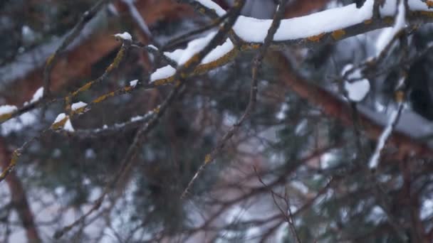 Chute de neige dans la forêt hivernale. Branches moussues sur fond . — Video