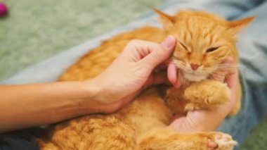 Kadın şirin zencefil kedi okşayarak. Rahat aile akşam evde. Zevk ile oynarken kabarık evde beslenen hayvan.