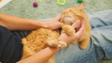 Kadın şirin zencefil kedi okşayarak. Rahat aile akşam evde. Zevk ile oynarken kabarık evde beslenen hayvan.