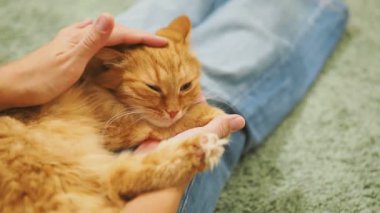 Kadın şirin zencefil kedi okşayarak. Rahat aile akşam evde. Zevk ile oynarken kabarık evde beslenen hayvan.