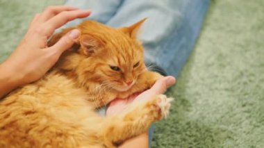 Kadın şirin zencefil kedi okşayarak. Rahat aile akşam evde. Zevk ile oynarken kabarık evde beslenen hayvan.
