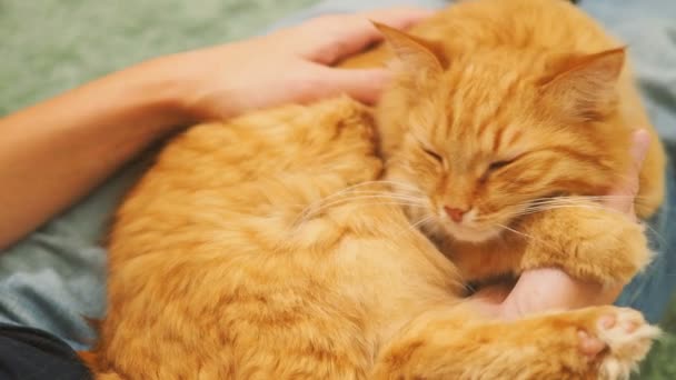 Femme caresse mignon chat roux. Soirée familiale confortable à la maison. Animaux pelucheux jouant avec plaisir . — Video