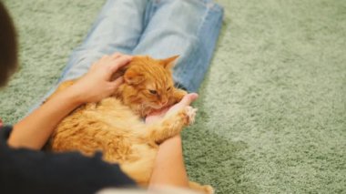 Kadın şirin zencefil kedi okşayarak. Rahat aile akşam evde. Zevk ile oynarken kabarık evde beslenen hayvan.