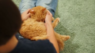 Kadın şirin zencefil kedi okşayarak. Rahat aile akşam evde. Zevk ile oynarken kabarık evde beslenen hayvan.