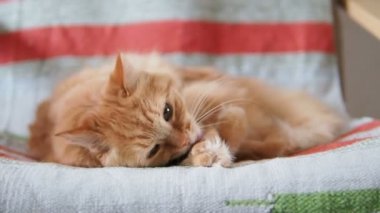 Şirin zencefil kedi sandalyenin üstüne yalan. Kabarık evde beslenen hayvan kürk çizgili kumaş üzerine yalama. Rahat ev.
