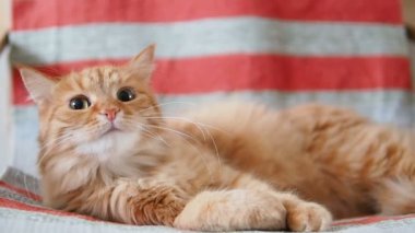 Şirin zencefil kedi sandalyenin üstüne yalan. Kabarık evde beslenen hayvan olan merakım yüzünden insan parmağı üzerinde arıyorum. Rahat ev. Ağır çekim.