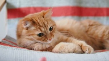 Şirin zencefil kedi sandalyenin üstüne yalan. Kabarık pet şakacı ısırma el mans. Rahat ev. Ağır çekim.