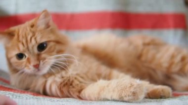 Şirin zencefil kedi sandalyenin üstüne yalan. Kabarık pet şakacı ısırma el mans. Rahat ev. Ağır çekim.