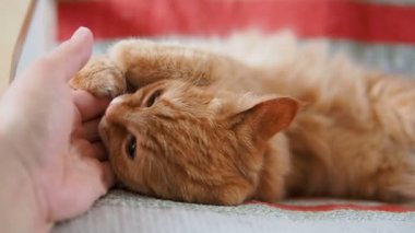 Şirin zencefil kedi sandalyenin üstüne yalan. Kabarık pet şakacı ısırma el mans. Rahat ev. Ağır çekim.