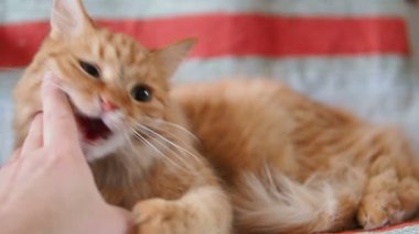 Şirin zencefil kedi sandalyenin üstüne yalan. Kabarık pet şakacı ısırma el mans. Rahat ev. Ağır çekim.
