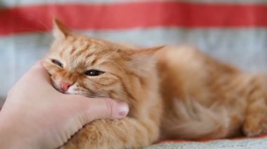 Şirin zencefil kedi sandalyenin üstüne yalan. Kabarık pet şakacı ısırma el mans. Rahat ev. Ağır çekim.
