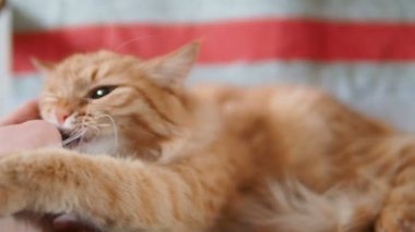 Şirin zencefil kedi sandalyenin üstüne yalan. Kabarık pet şakacı ısırma el mans. Rahat ev. Ağır çekim.