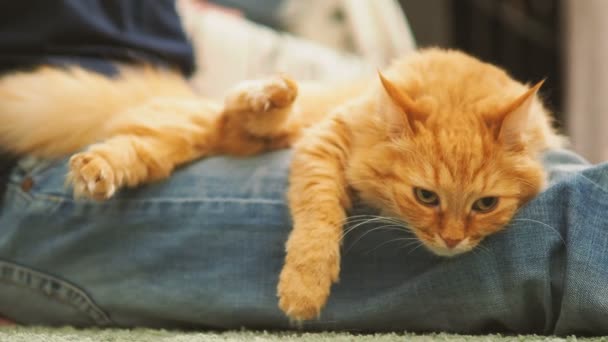 Nő a Körvonalazás aranyos gyömbér macska. Meghitt családi este otthon. Bolyhos pet játék a pleasure. — Stock videók