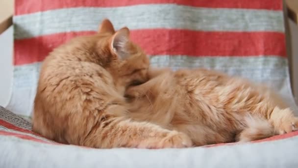 Schattig gember kat liggend op de stoel. Pluizig huisdier zijn vacht op gestreepte stof likken. Gezellige huis. Slow motion. — Stockvideo