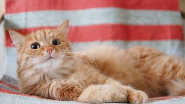 かわいい生姜猫椅子に横になっています。ふわふわペットが人間の指に好奇心で見て。居心地の良い家。スローモーション. — ストック動画