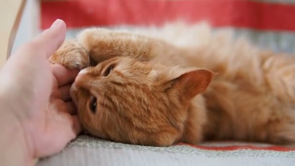 可爱的姜猫躺在椅子上。毛茸茸的宠物咬人的手。舒适的家。慢动作. — 图库视频影像