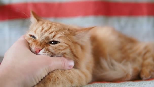 Lindo gato jengibre acostado en la silla. Fluffy mascota mordiendo juguetonamente mans mano. Acogedora casa. Movimiento lento . — Vídeo de stock