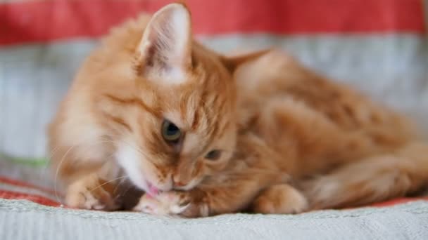 Gato de gengibre bonito deitado na cadeira. animal de estimação fofo lambendo sua pele em tecido listrado. Uma casa acolhedora. Movimento lento . — Vídeo de Stock