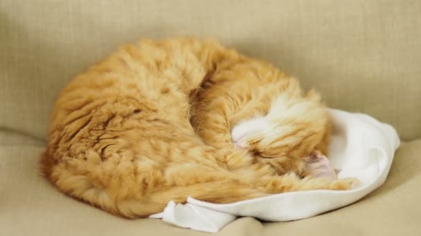 Roztomilý zázvor kočka spí na židli. Nadýchané pet podřimoval na bílé látky. Útulný domov. — Stock video