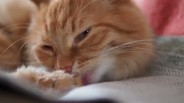 Mignon chat roux allongé sur une chaise. Animaux pelucheux léchant ses pattes sur du tissu rayé. Maison confortable . — Video