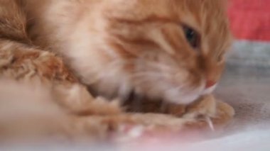 Şirin zencefil kedi sandalyenin üstüne yalan. Kabarık evde beslenen hayvan çizgili kumaş üzerine onun pençeleri yalıyor. Rahat ev.