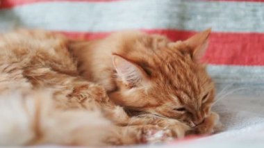 Şirin zencefil kedi sandalyenin üstüne yalan. Kabarık evde beslenen hayvan çizgili kumaş üzerine onun pençeleri yalıyor. Rahat ev.