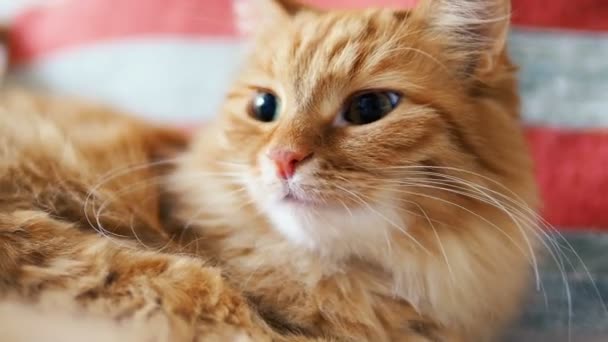 Aranyos gyömbér macska hazudik a székre. Bolyhos kisállat szunyókált a csíkos szövet. Hangulatos otthoni. — Stock videók