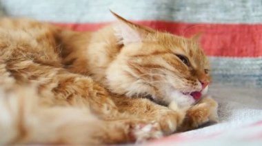 Şirin zencefil kedi sandalyenin üstüne yalan. Kabarık evde beslenen hayvan kürk çizgili kumaş üzerine yalama. Rahat ev. Ağır çekim.