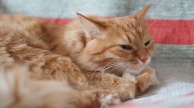 Şirin zencefil kedi sandalyenin üstüne yalan. Kabarık evde beslenen hayvan kürk çizgili kumaş üzerine yalama. Rahat ev. Ağır çekim.