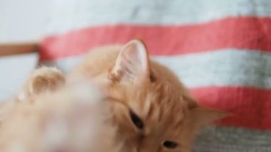 Şirin zencefil kedi sandalyenin üstüne yalan. Kabarık evde beslenen hayvan kürk çizgili kumaş üzerine yalama. Rahat ev. Ağır çekim.