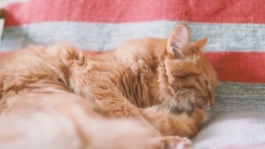 Şirin zencefil kedi sandalyenin üstüne yalan. Kabarık evde beslenen hayvan kürk çizgili kumaş üzerine yalama. Rahat ev. Ağır çekim.