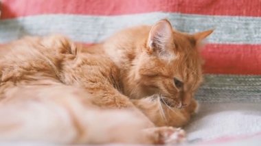 Şirin zencefil kedi sandalyenin üstüne yalan. Kabarık evde beslenen hayvan kürk çizgili kumaş üzerine yalama. Rahat ev. Ağır çekim.