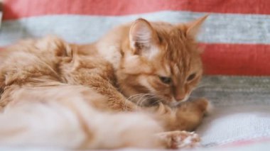 Şirin zencefil kedi sandalyenin üstüne yalan. Kabarık evde beslenen hayvan kürk çizgili kumaş üzerine yalama. Rahat ev. Ağır çekim.