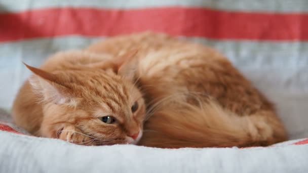 Schattig gember kat slaapt op stoel. Pluizig huisdier Dommelen op gestreepte stof. Gezellig thuis. — Stockvideo