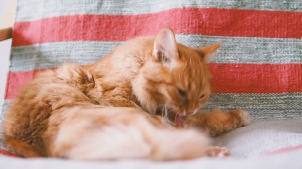 Roztomilý zázvor kočka ležící na židli. Nadýchané pet Lízání její srst na pruhované tkaniny. Útulný domov. Zpomalený pohyb. — Stock video