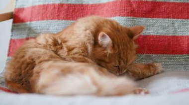 Şirin zencefil kedi sandalyenin üstüne yalan. Kabarık evde beslenen hayvan kürk çizgili kumaş üzerine yalama. Rahat ev. Ağır çekim.
