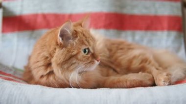 Şirin zencefil kedi sandalyenin üstüne yalan söylüyor. Kabarık evde beslenen hayvan üzerinde pinekleme kumaş çizgili. Rahat ev.