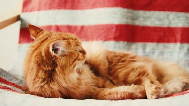 Cute ginger cat is lying on chair.Fluffy pet dozing on striped fabric. Cozy home. — Stock Video