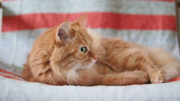 Gato de gengibre bonito está deitado na cadeira. pet fofo dormindo em tecido listrado. Casa aconchegante . — Vídeo de Stock