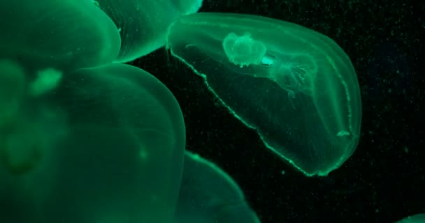 Особина, також званих загальних медузи, медуза місяця, місяць желе або блюдце желе плавають у бак і висвітлюється лампи з різним кольором світіння. — стокове відео
