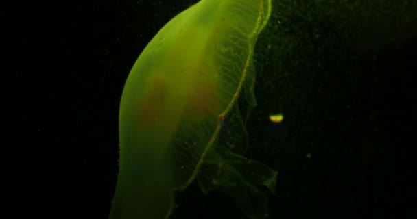 Aurelia aurita, auch gemeine Qualle, Mondqualle, Mondgelee oder Untertassengelee genannt, schwimmt im Becken und wird von Lampen mit unterschiedlicher Leuchtfarbe beleuchtet. — Stockvideo