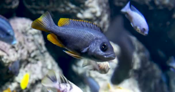 Pseudotropheus. Pseudotrophine cichlid, skalní obydlí ryby nebo mbuna. — Stock video